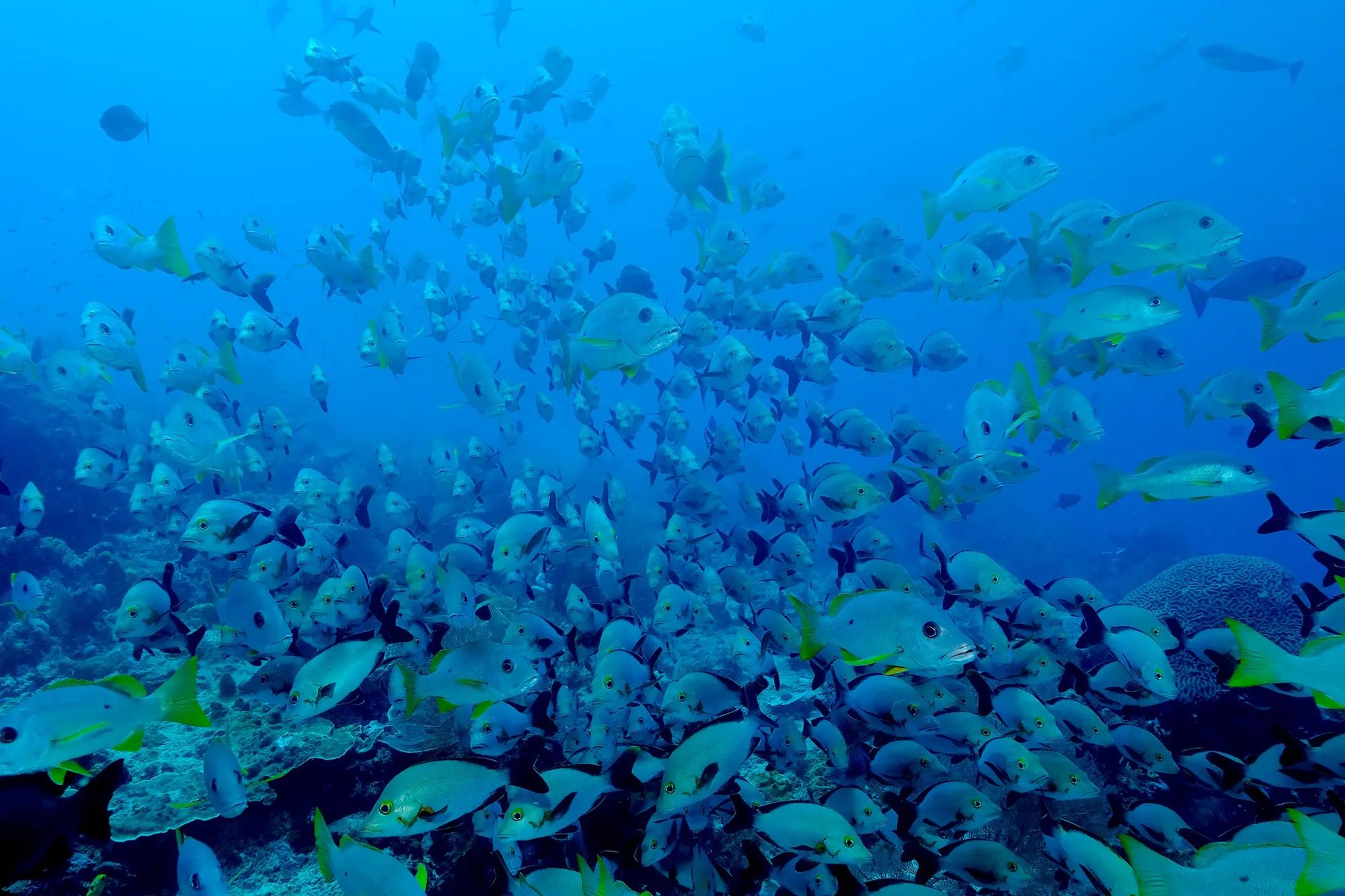 Schooling Fish in Sunlit Waters